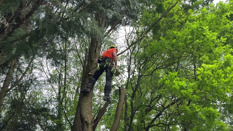 Best Hedge Trimming  in Rio Rancho Estates, NM