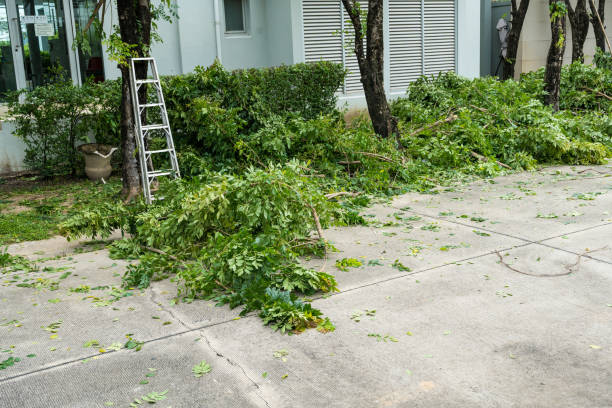 Best Lawn Pest Prevention  in Rio Rancho Estates, NM