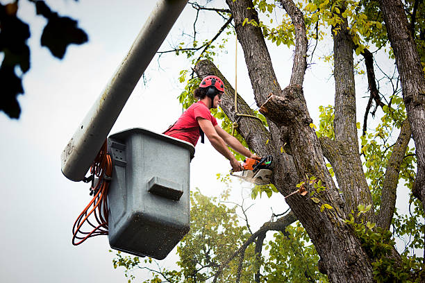 Best Tree Disease Treatment  in Rio Rancho Estates, NM
