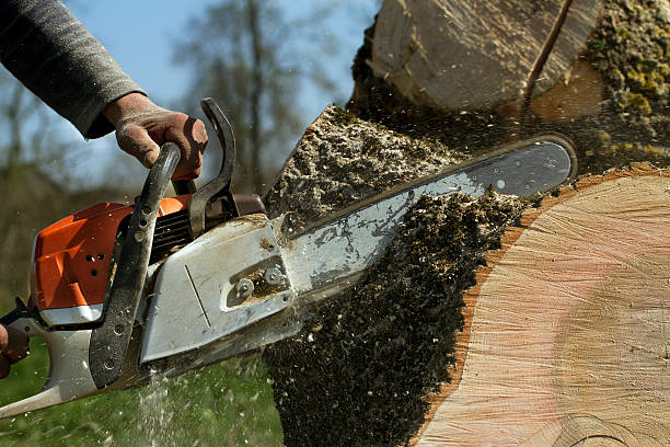 Best Leaf Removal  in Rio Rancho Estates, NM